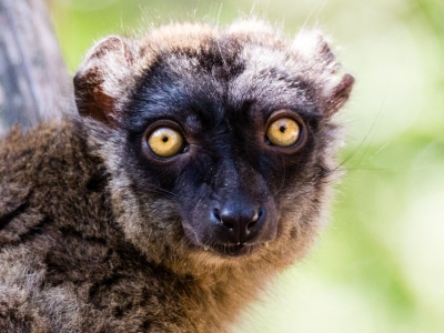 Lemur marron - De Zonnegloed - Dierenpark - Dieren opvangcentrum - Sanctuary